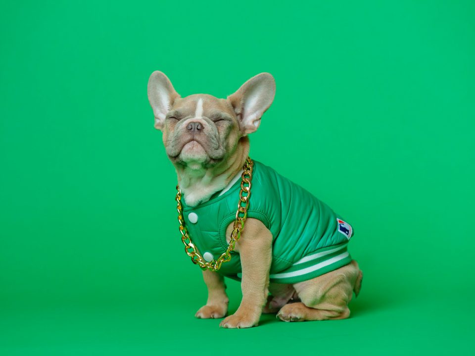 can you leave money for your pet in your will